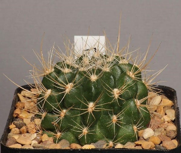 how to tell if your cactus is dying