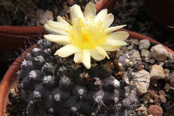 how to tell if a cactus is dead