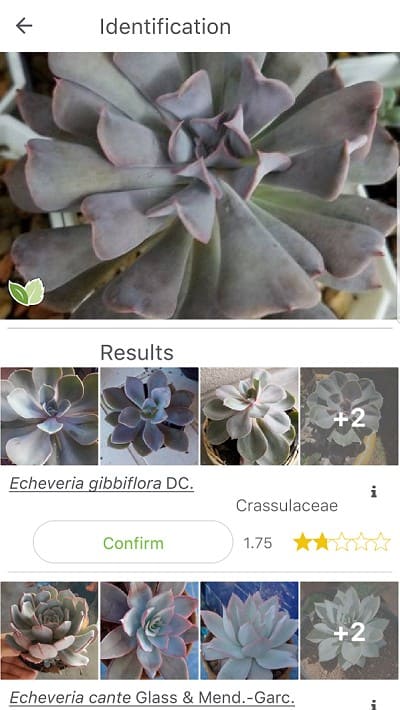 plantnet plant identification app