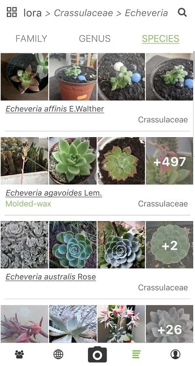 plantnet plant identification app