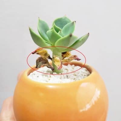 should you remove dried leaves from succulents