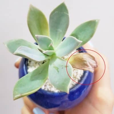 should you remove dead leaves from succulents