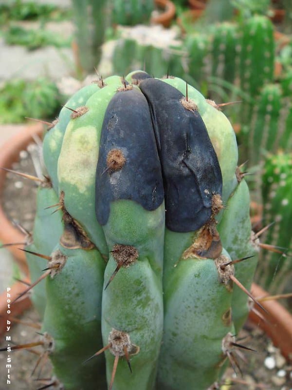 soft rot on cactus