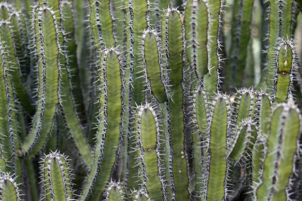 succulent that looks like a cactus