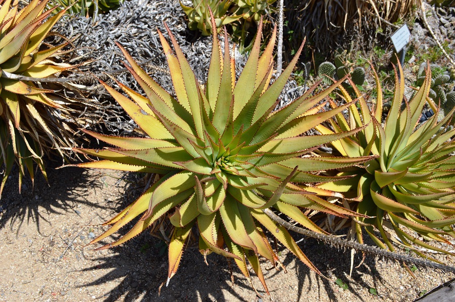 Aloe vera fuerteventura - Die ausgezeichnetesten Aloe vera fuerteventura unter die Lupe genommen