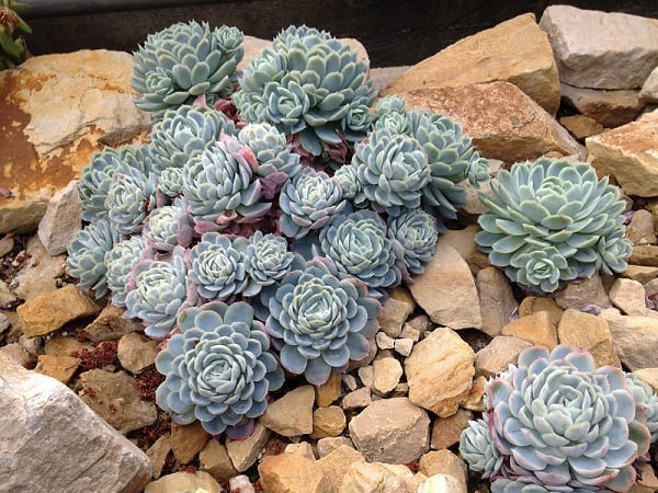 what succulents are cold hardy