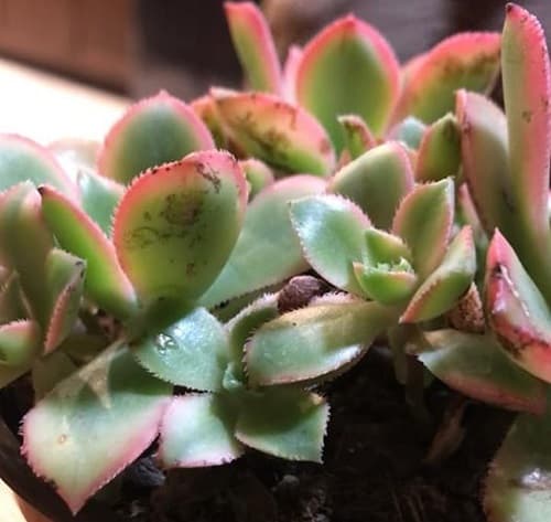 why does my succulent have spots