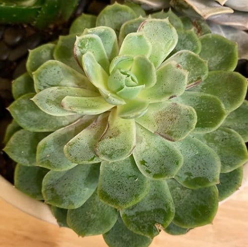 why does my succulent have spots