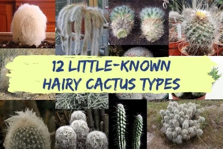 hairy cactus types