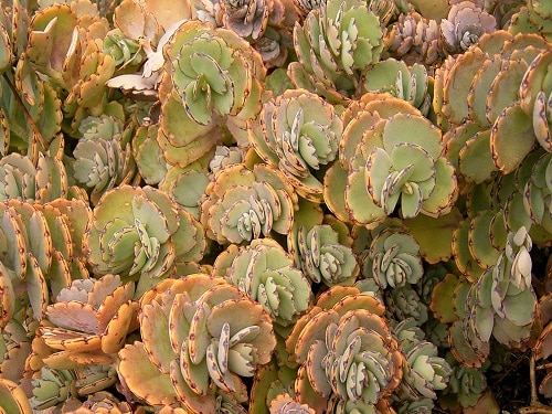 bryophyllum fedtschenkoi
