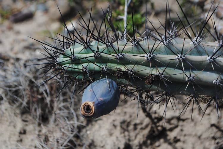 cereus aethiops