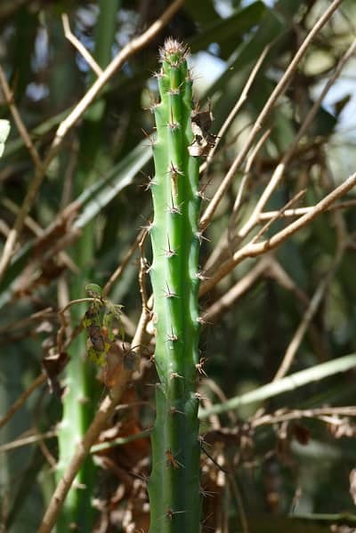 cereus kroenleinii