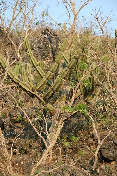 cereus lanosus
