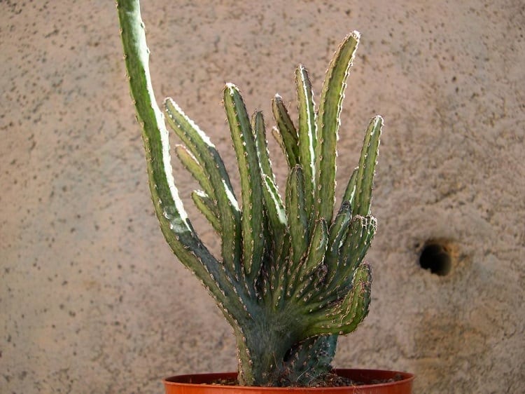 cereus spegazzinii