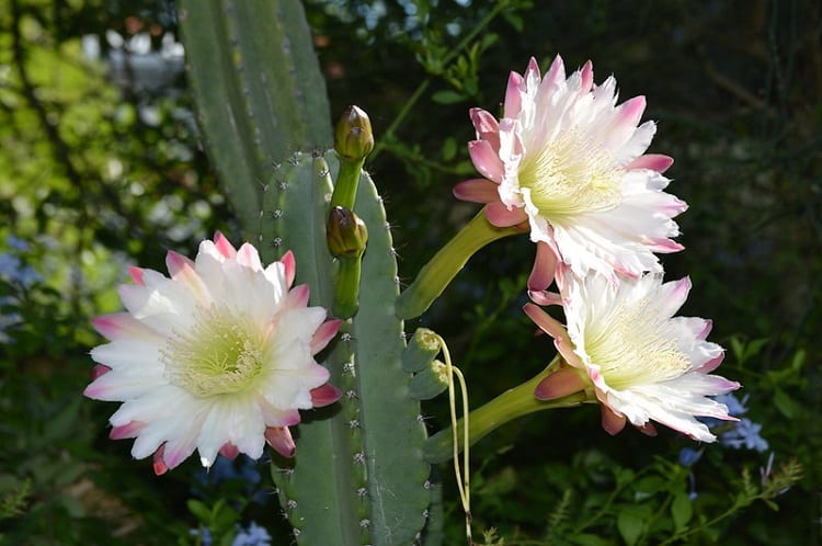 cereus stenogonus