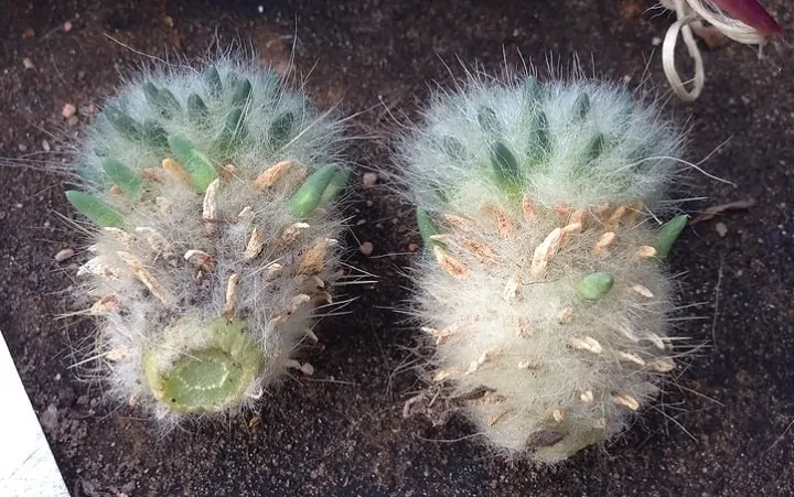 hairy austrocylindropuntia lagopus cactus