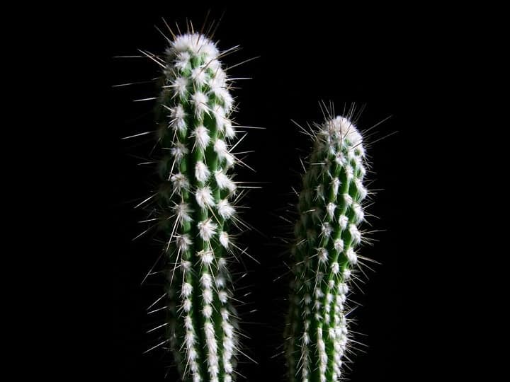 hairy eulychnia saint-pieana cactus
