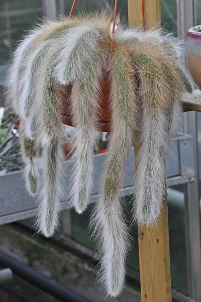 hairy monkey's tail cactus