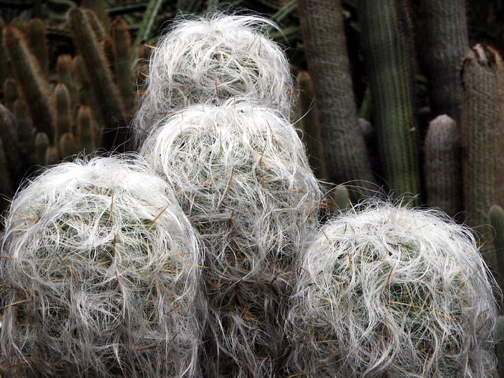 hairy old man of the andes cactus