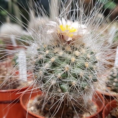hairy pediocactus paradinei cactus