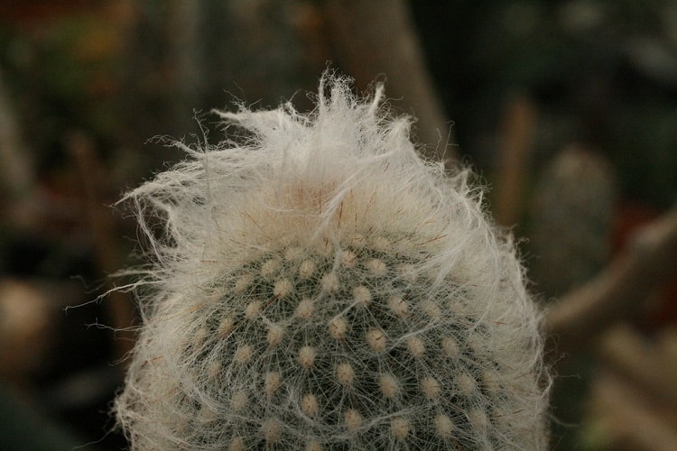 hairy peruvian old man cactus