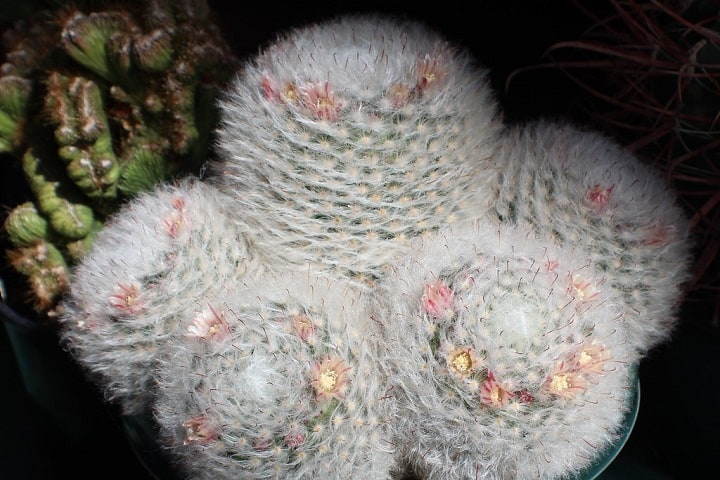 hairy powder puff cactus