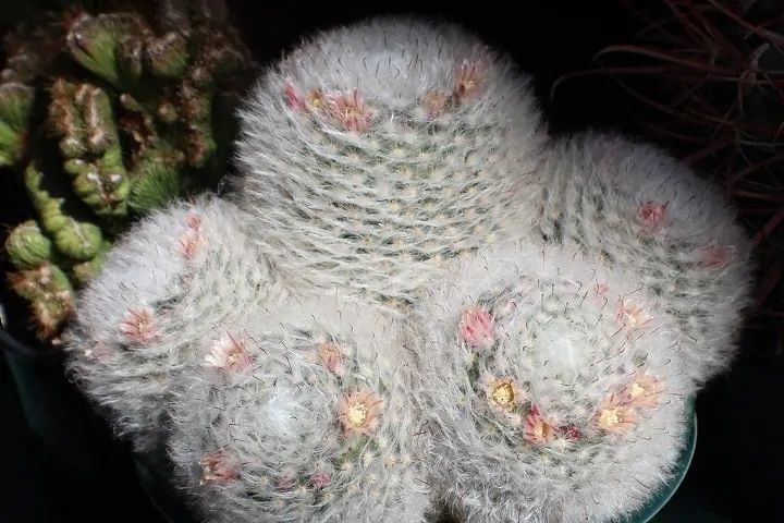 hairy powder puff cactus