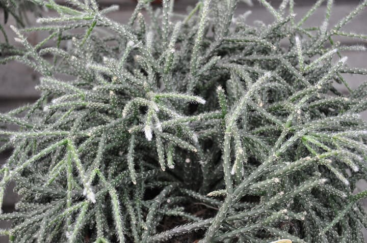 hairy stemmed rhipsalis cactus