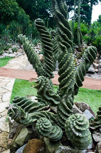 spiral cereus