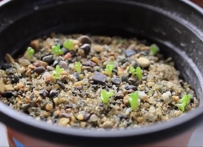 succulent seed propagation2