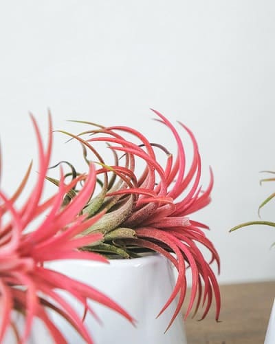 air plants