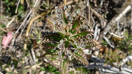 bryophyllum х houghtonii