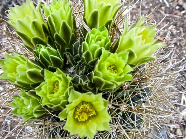 cactus flower color