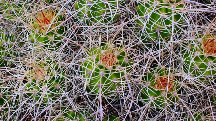 cactus in winter