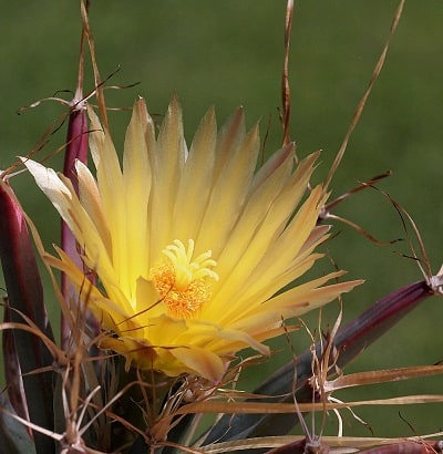 cactus plants flowers