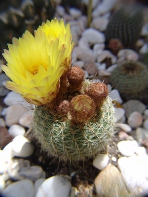 cactus that grows flowers