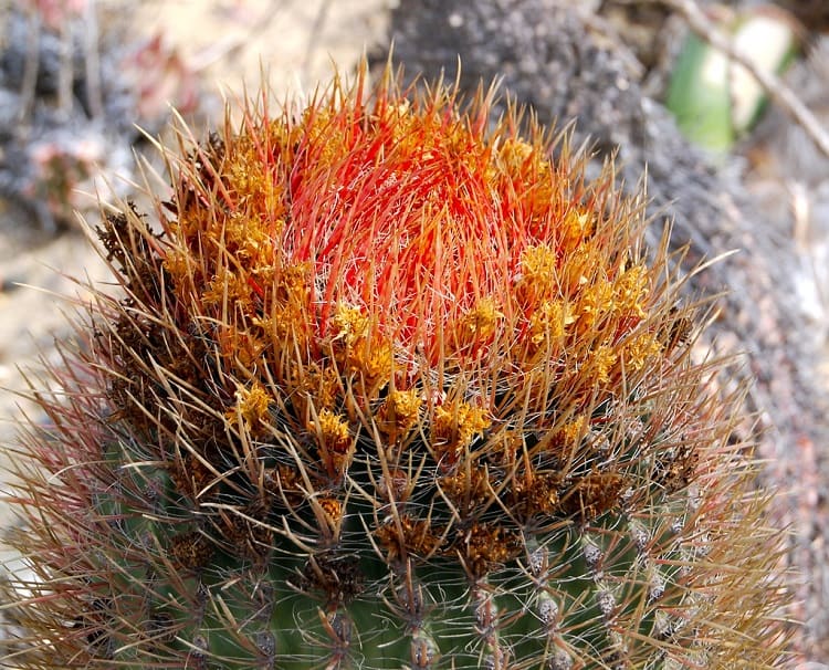 can cactus survive in cold weather