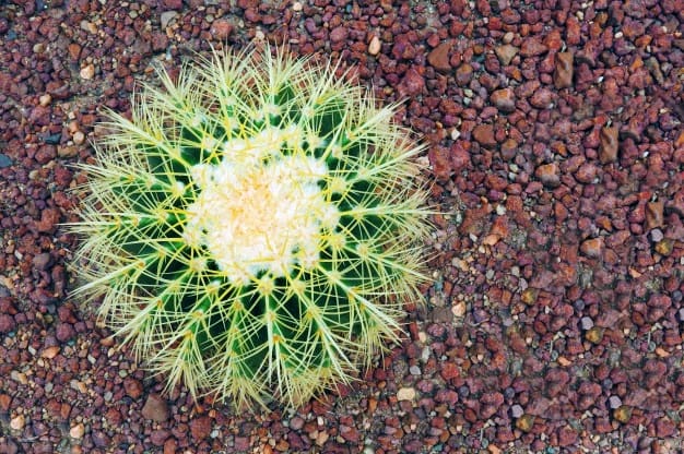 care for outdoor cactus