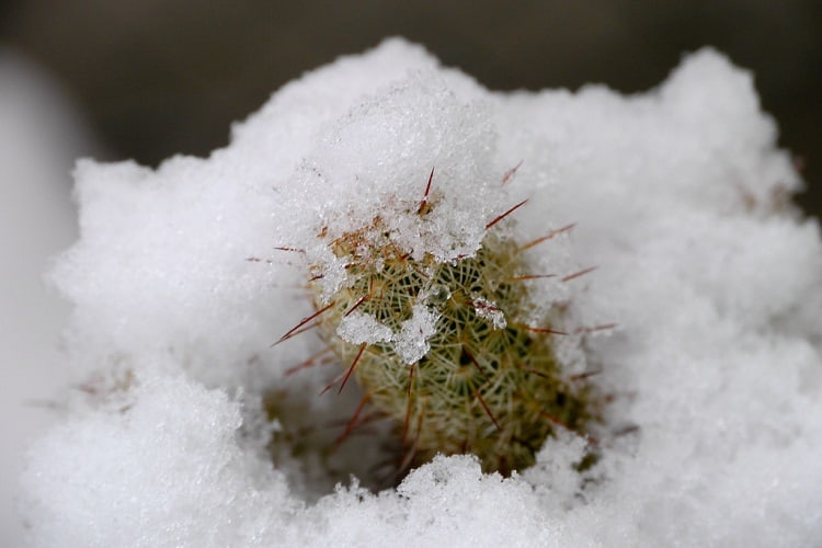 caring for outdoor cactus in winter