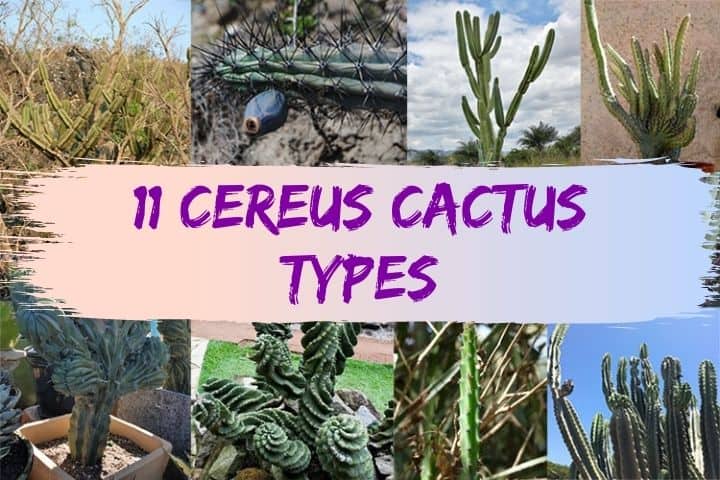 cereus cactus types