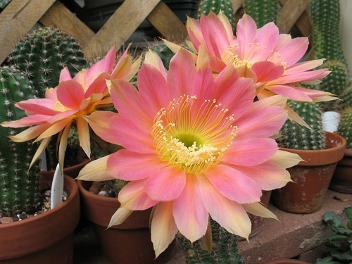 different kinds of cacti with pink flowers