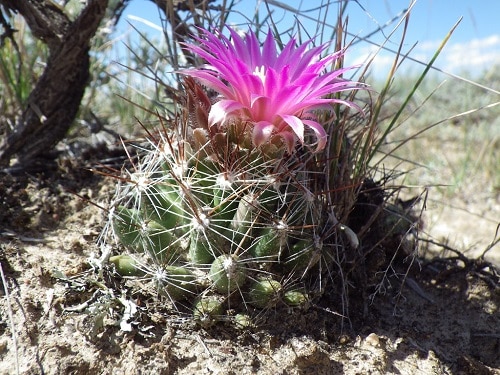 different kinds of cacti with pink flowers