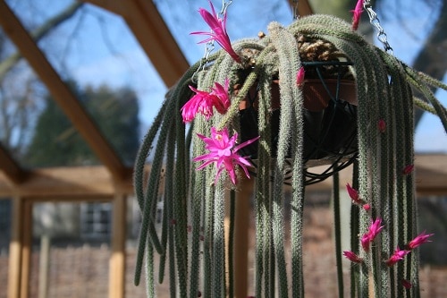 different kinds of cacti with pink flowers