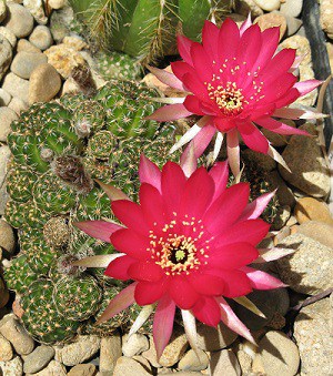 do all cactus bloom