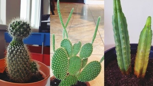 Do Cacti Need Sun?