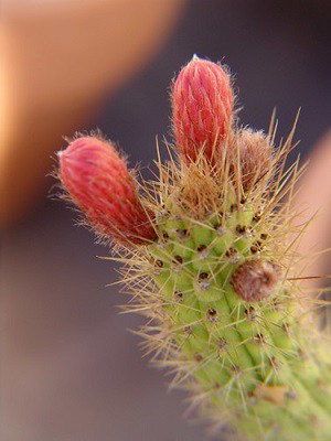 facts about cactus flowers