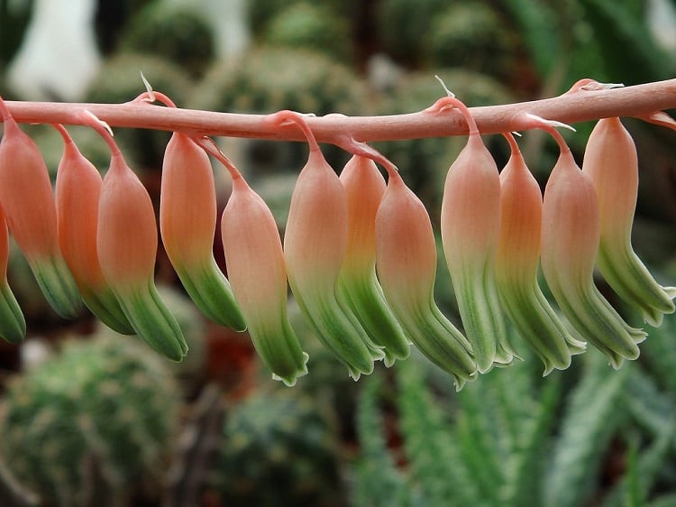gasteria with flowers