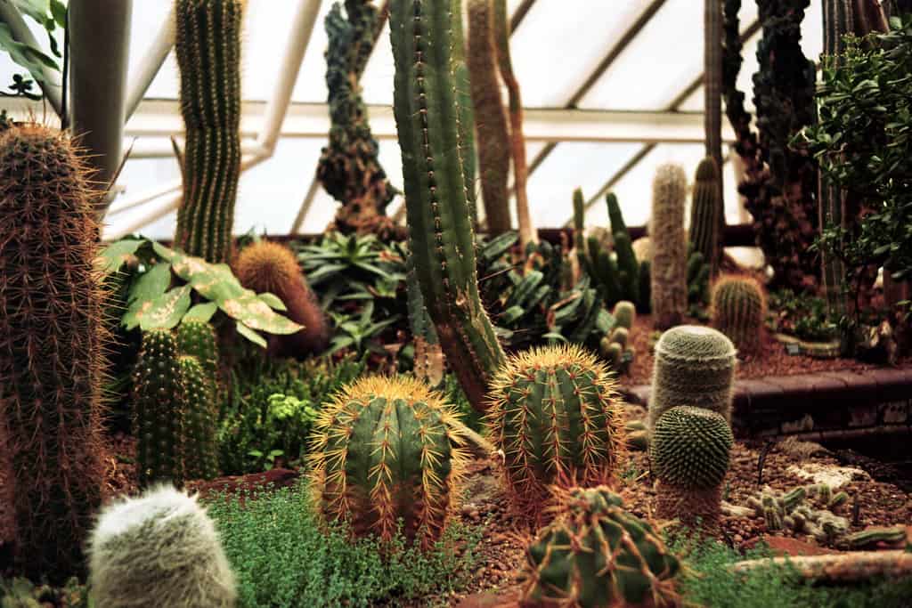 growing a cactus from a cutting