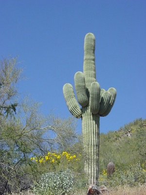 how do cactus adapt to the desert