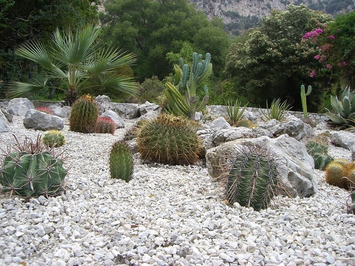 how to make a cactus garden outside
